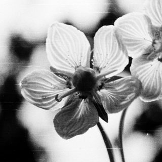 Elegant white flowers in soft black-and-white close-up.