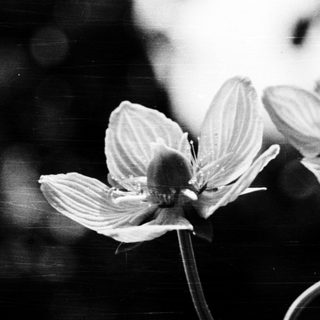 Elegant close-up of delicate white flowers in monochrome.