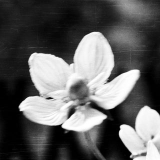 Elegant close-up of delicate white blossoms.