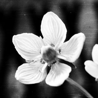 Delicate white flower in close-up black-and-white shot.