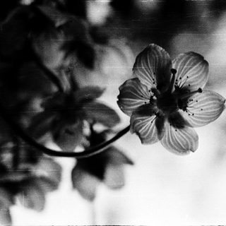 Elegant close-up of a single blooming flower.