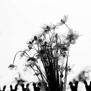 Elegant black-and-white flowers in natural arrangement.