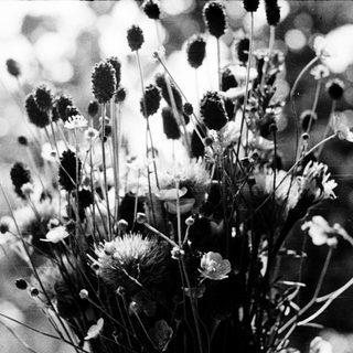 Wildflowers in monochrome close-up.