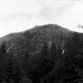 Black-and-white hillside with dense forest and power lines.