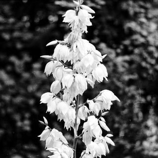 Elegant white flowers on tall stems.