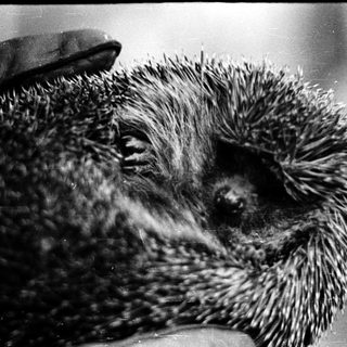 Porcupine close-up with quills and face visible.