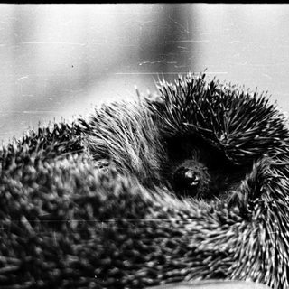Close-up of hedgehog with quilled spines.