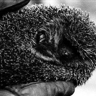 Hedgehog with spiky fur being held.