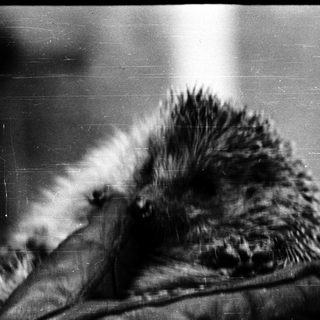 Blurred close-up of hedgehog on person's shoulder.