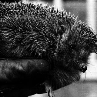Black porcupine close-up with quills visible.