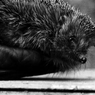 A hedgehog resting on a surface.