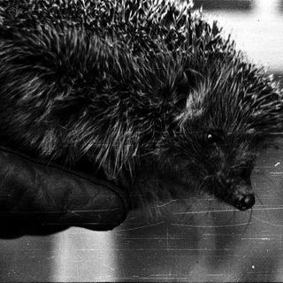 Hedgehog curled up on a surface.