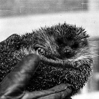 Baby hedgehog being gently held by hand.