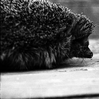 Hedgehog curled up on a surface.