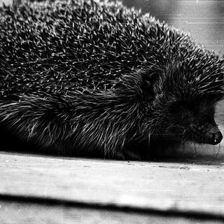 Hedgehog curled up on a surface.
