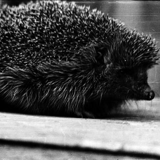 Hedgehog resting on a surface.