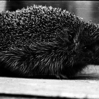 Hedgehog curled up on a surface.