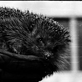 Hedgehog being held by gloved hand.