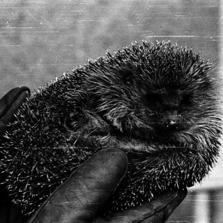 A person holding a spiny hedgehog.