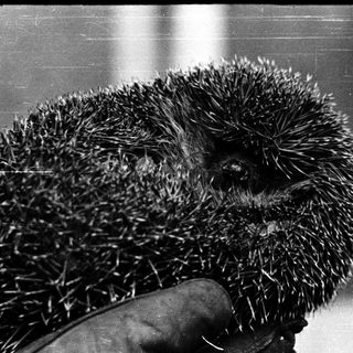 Spiny hedgehog being held by hand.