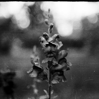 Blurred black-and-white photo of tall flower spike.