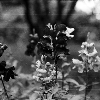 Delicate flowers in monochrome outdoor setting.