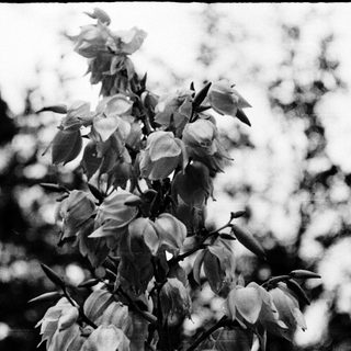 Close-up of blooming flowers on a tree branch.
