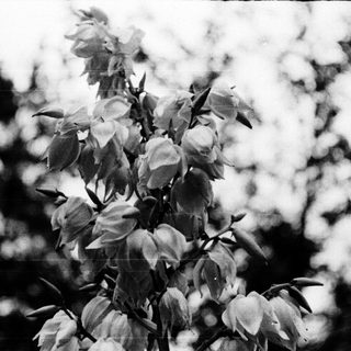 Close-up of blooming flowers with green leaves.