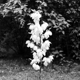 Young tree with sparse foliage in grassy area.