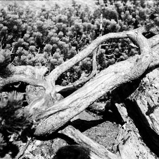 Fossilized remains embedded in rock.
