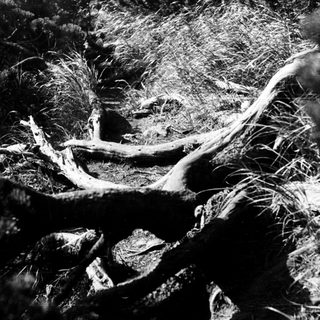 Dense forest floor with fallen branches and dry foliage.