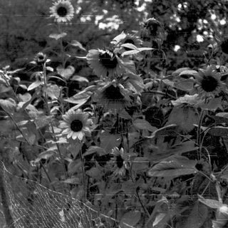 Sunflowers in a garden, black and white.