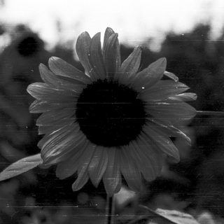 Sunflower in black and white close-up.