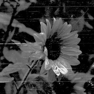 Frost-covered sunflower petals on glass.
