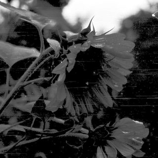 Elegant blooming flowers in monochrome close-up.