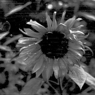Black-and-white photo of a sunflower in close-up detail.