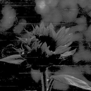 Sunflower through rain-streaked window glass.