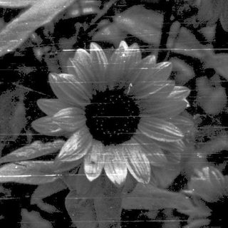Sunflowers in black and white with rain.