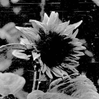 Sunflower covered in frost or snow.