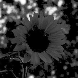 Sunflower silhouette against textured background.