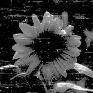 Sunflower through rain-streaked glass.