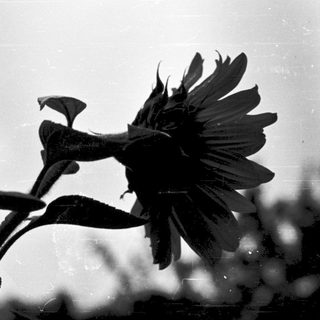Silhouette of sunflower against blurred background.