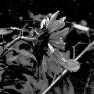 Blurred black-and-white photo of a single flower.