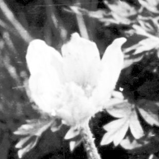 Delicate white flowers in dark, blurred forest background.