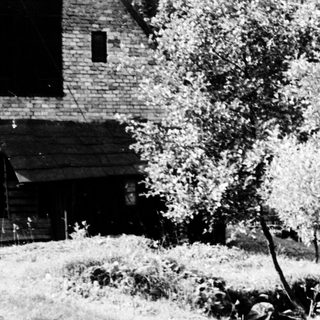 Rural landscape with old trees and dry creek bed.