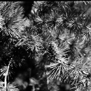 Intricate ice crystals on a surface.