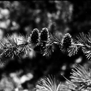 Pine branches with frost-covered pine cones.