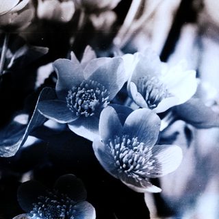 Close-up of delicate blooming flowers in soft focus.