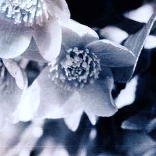Close-up of delicate blooming flowers in sepia tone.