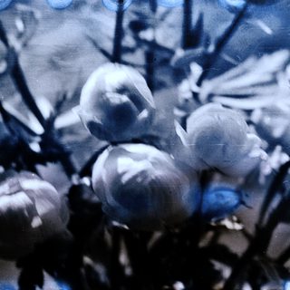 Close-up of frost-covered plant buds.